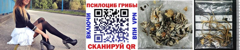 сколько стоит  Нязепетровск  Псилоцибиновые грибы Psilocybe 